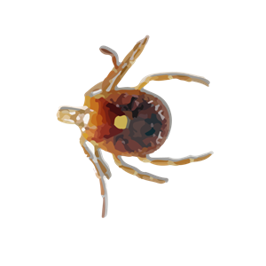 Tick insect PNG-51903